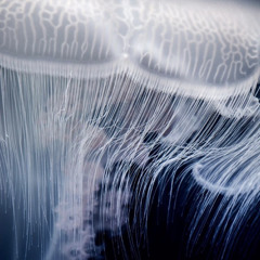midnight jellyfish