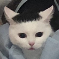 Aya