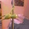 Jake_paula