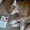 Gato Musico