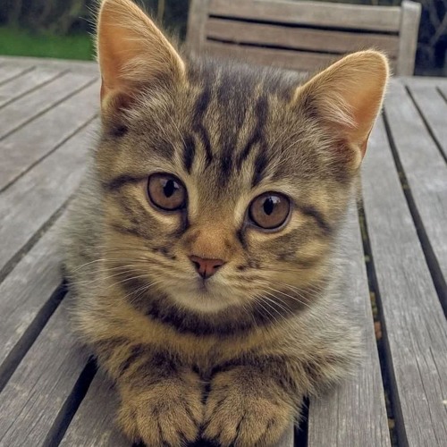 БЛЁВ МС - MIXTAPE