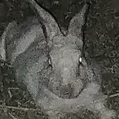 goblesallweird