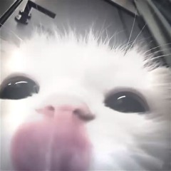 ss3iyxp4