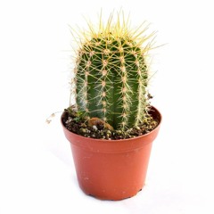 Cactsun