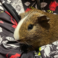 Coop