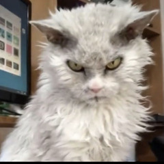 lunacysnow ʕ⁎̯͡⁎ʔ༄