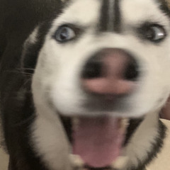 l