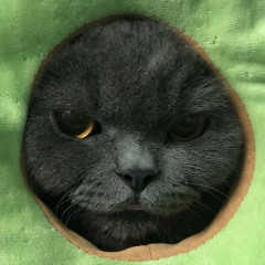 mèo béo