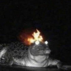 Alligator