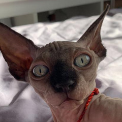 😸