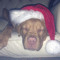 missythedogo
