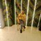 Hany Abdallah