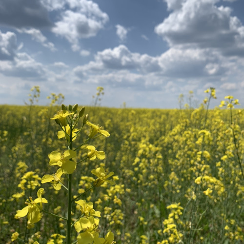 Нікіта Кісельов - Чайка.mp3