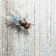 Flyonthewall