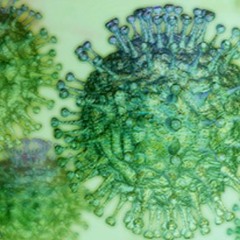 Hans Rubrecht van länzimän