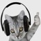 cat.webm