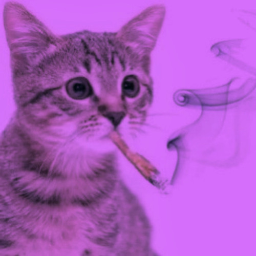 cat smoking weed gif