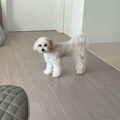 신라면