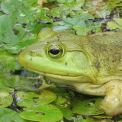 Nathaniel Washington