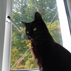Tia