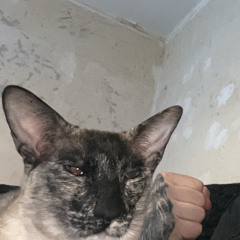 aliwallace