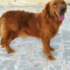 Seif Amr