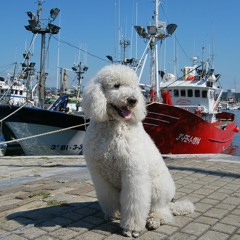 Fabrizzio
