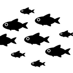 minnow
