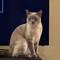 Wolfie :3