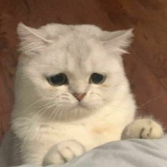sadkitty