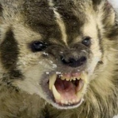 Rabid Badger