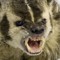 Rabid Badger