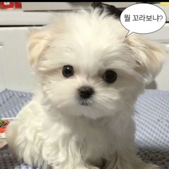 냐냐