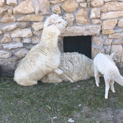 Paraziții