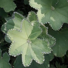Lato