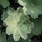Lato