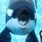 Ozy is a Orca?
