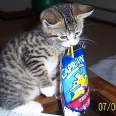 catnipgang