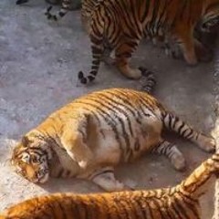 Đặng Tuấn