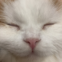 肥柄杓 三谷周平