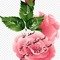عازفه الامل