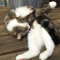Cat Harmony
