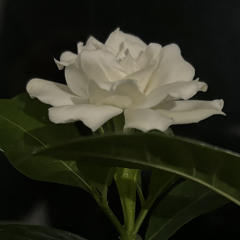 oMaR