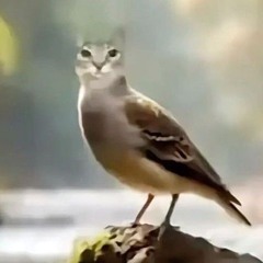 hawk 2:uhh