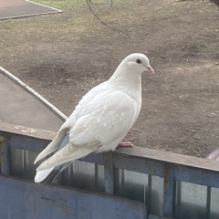 russian pigeon