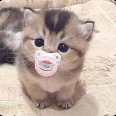 yogurtpusher