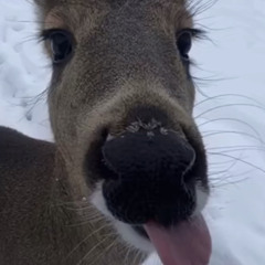 Alan