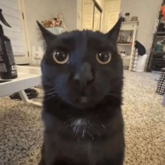 ッKDPッ