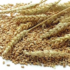yung wheat