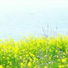 산호산호